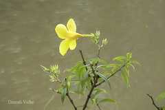 Allamanda cathartica